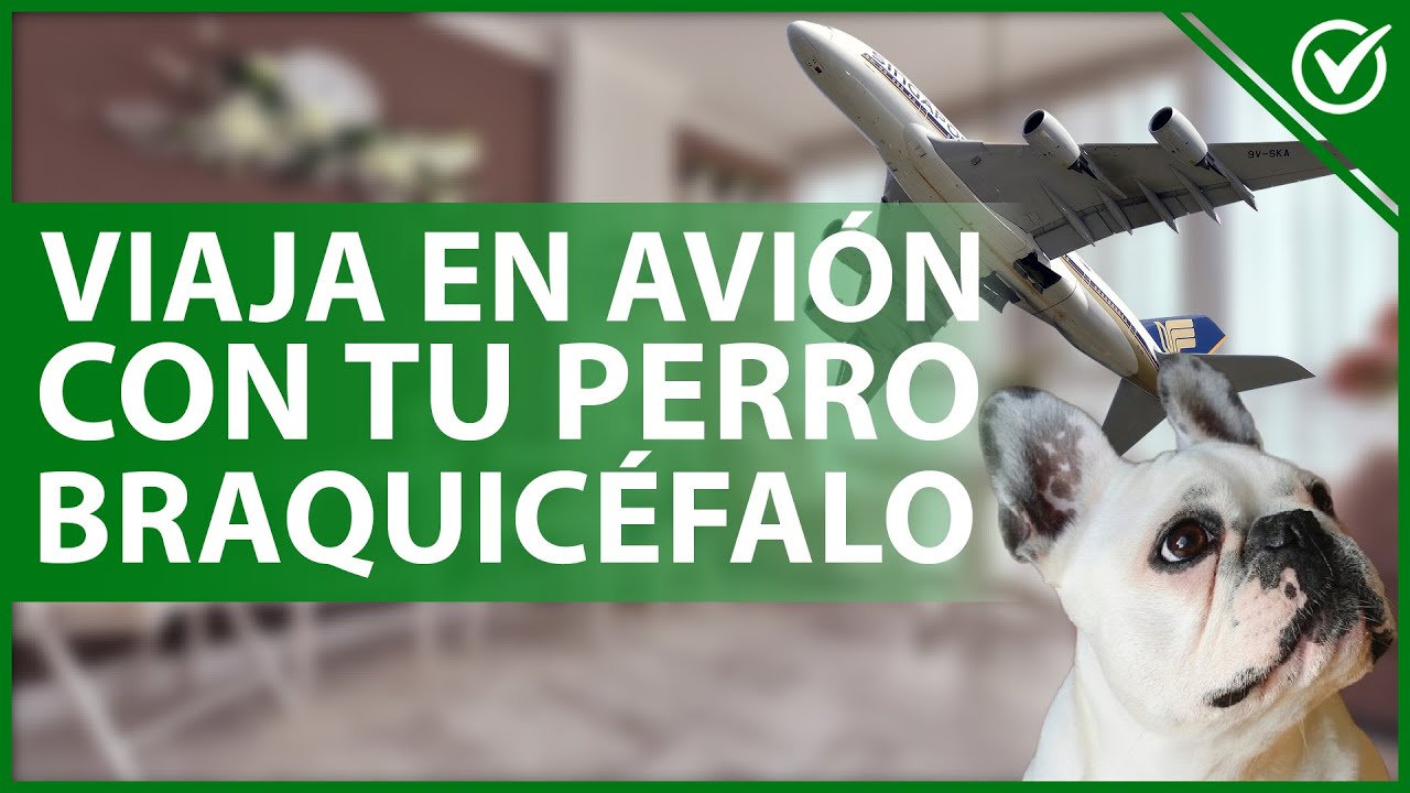 🐶 ¿Cómo VIAJAR en avión con mi PERRO BRAQUICÉFALO? - Cuidados especiales ✈️🐶