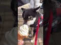 ちゃんともらえた豆柴【柴犬】#shorts