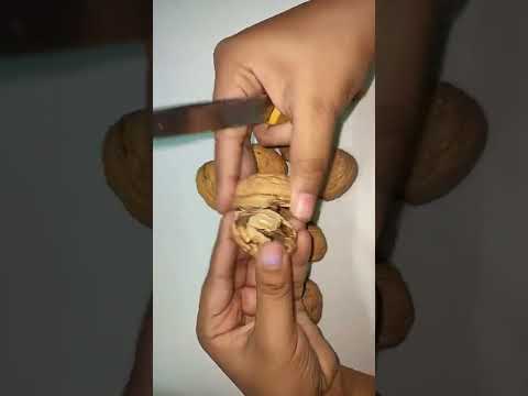 Walnut / akhrot / अखरोट todne ka asan tarika - how to break walnuts easily hack trick #shorts