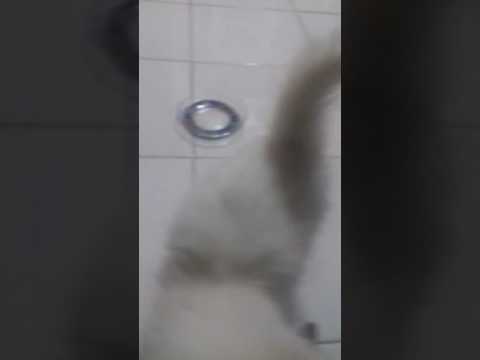 Kucing anggora