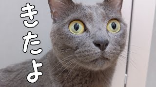 ママを心配して集まる猫たち…？