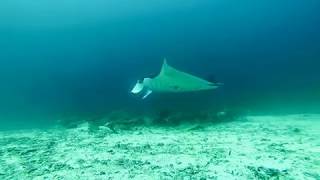 Hipnotized by a Manta Ray family  -   Raja Ampat