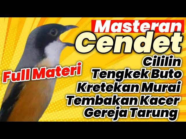 Masteran Cendet Bongkar Isian, Supaya Trotolan Cepat Menghafal Materi class=