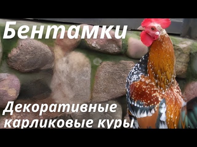 Бентамки (Декоративные Карликовые Куры) Небольшой Обзор