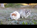霜さんぽ Frost walk cat 191201