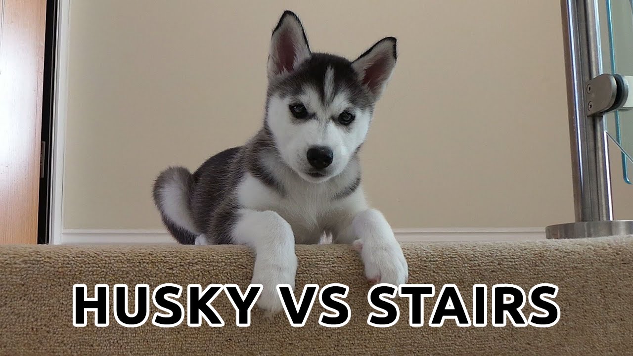 Cute Adorable Cute Husky Puppies