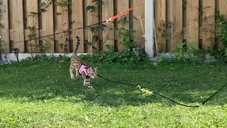 Outside on the leash better and better  - Ifness Bengal Cattery by Ilona Koeleman-Lubbers 15 views 3 years ago 1 minute, 9 seconds