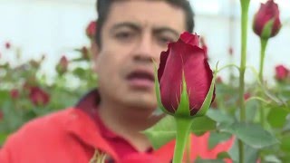 Producción de rosas