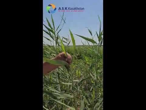 Выбор Гербицид - YouTube