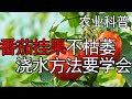 学会了浇水，番茄挂果后再也不会枯萎了，以后别再错了【付老师种植团队官方频道】