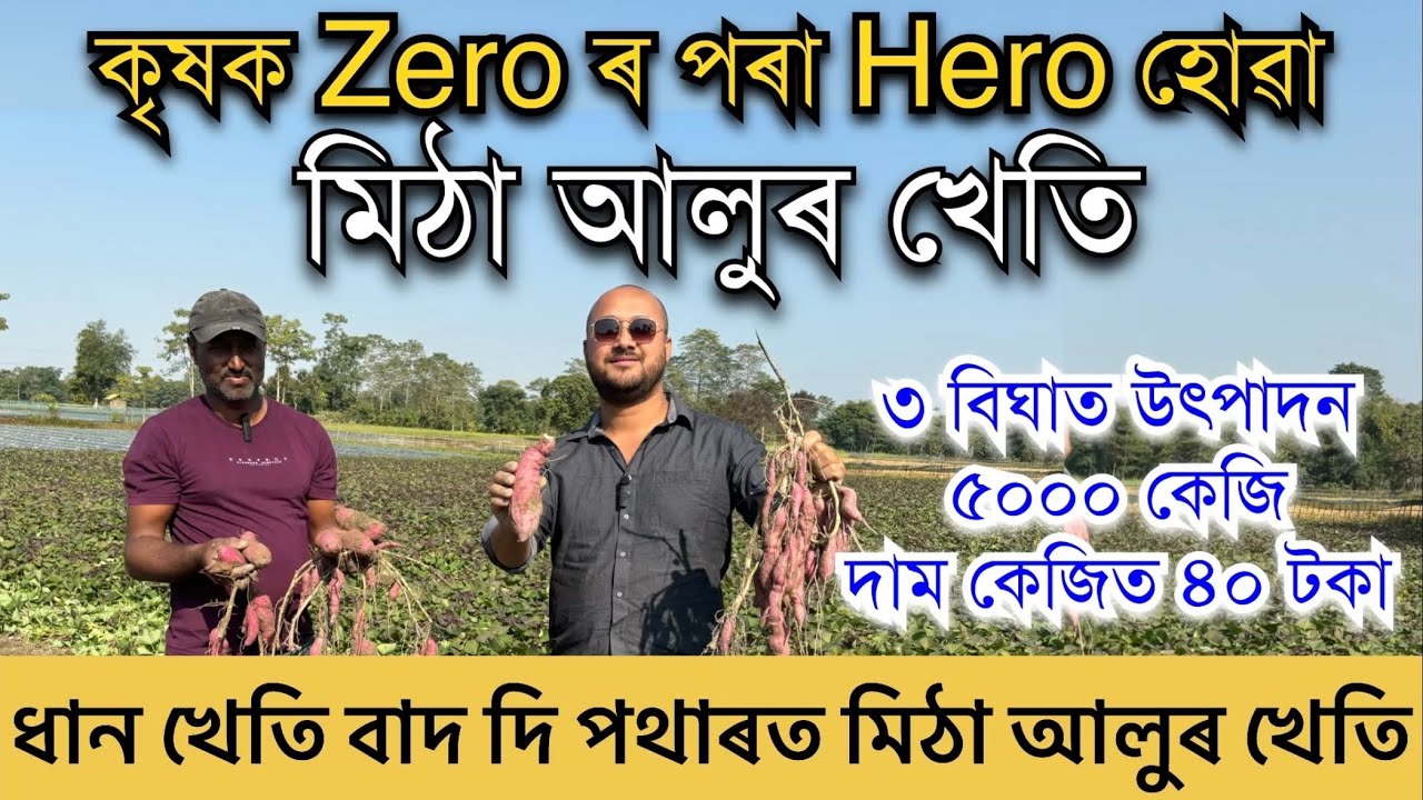 কৃষকে ধান খেতি বাদ দি পথাৰত কৰিছে মিঠা আলুৰ খেতি।৩ বিঘা মাটিত উৎপাদন ৫০০০ কেজি।SWEET POTATO FARMING
