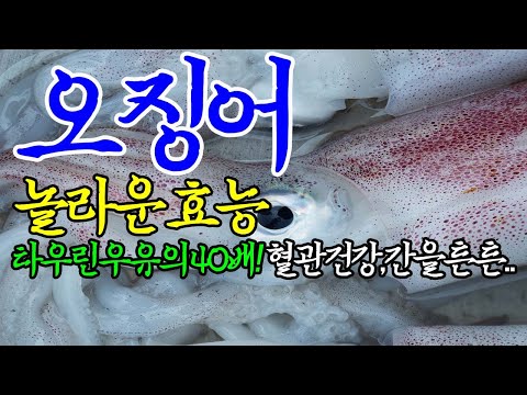 ☞오징어의 놀라운 효능【간기능강화,두뇌발달,혈관질환예방에 좋은 오징어~!】