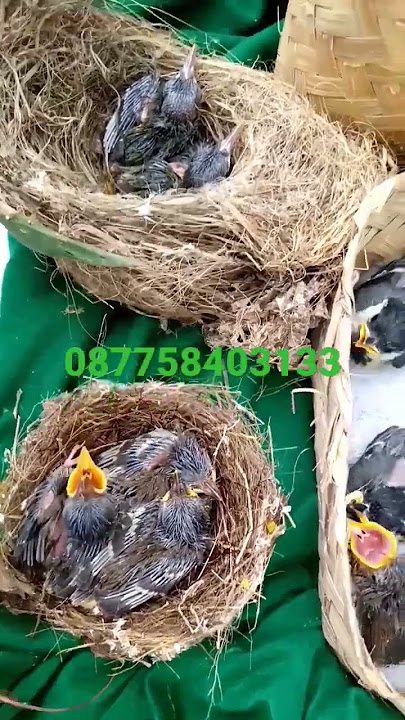 Lolohan Hasil Bolang Dari pacitan #plecimaniaindonesia #pleci #plecigacor #ciblekmania #glatik#sirpu