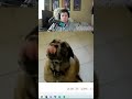 Fat kingnight - reaction - Dog eats bean burrito in 1 second