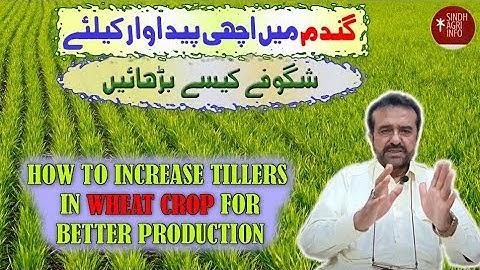 How to increase Tillers of wheat Crop for better production || Gandam me shagufay kaisay barhaen