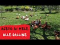 Perché dare aceto di mele alle galline?