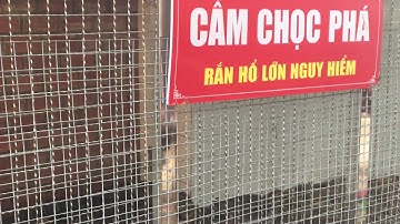 Xem cặp rắn hổ mây khủng dưới chân núi Cấm (An Giang)  linh thiên.