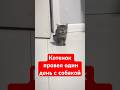 Котенок провел один день с собакой