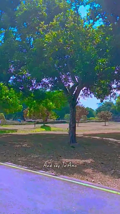 Te Amo - Alin - Ost The White Olive Tree #lyrics