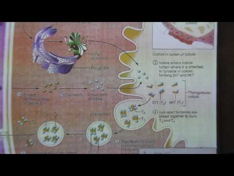 Treatment Of Hyperthyroidism Part 1 By Dr Attia Jabr Qassim College Of Medicine 2017