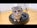 銀ちゃんがまだ子猫の時の映像がこちら