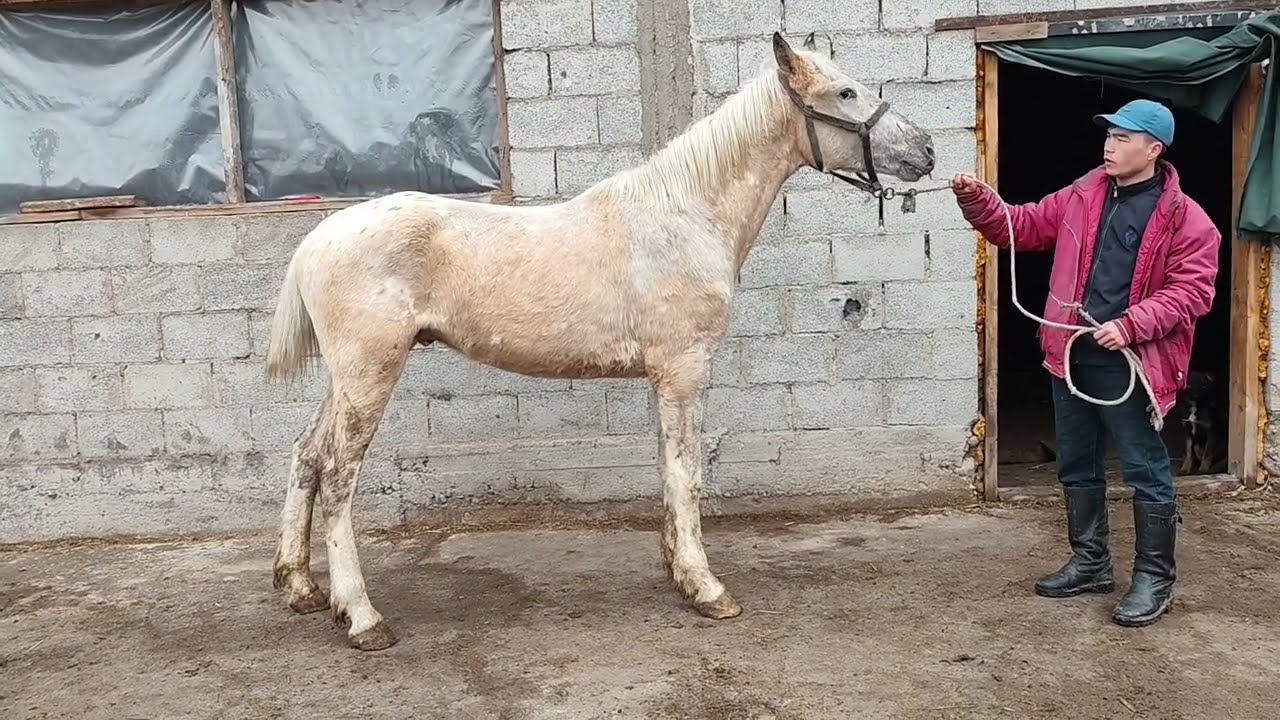 Чаар тай сатылат Тел:+996 755 175 565.