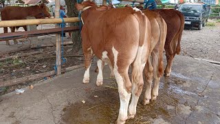 Harga sapi pedetan jantan pak wakhid pasar hewan Muntilan awal Desember 2025