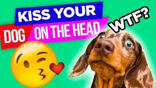 Kiss Your Dog on the Head and Record Their Reaction (HILARIOUS)
