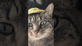 my mother made a hat. a cat hat. #cat #kitten #crochet