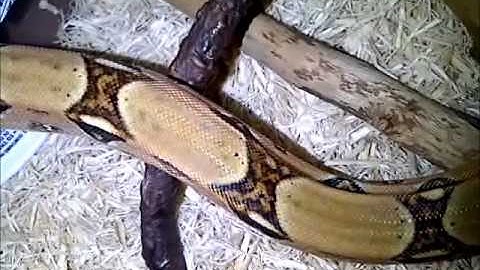 2012 Reptile Collection Update & Plans (long update)