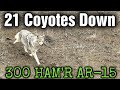 21 coyotes down 300 hamr ar15 suppressed epic daytime coyote hunting