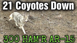 21 Coyotes Down 300 Hamr Ar-15 Suppressed Epic Daytime Coyote Hunting