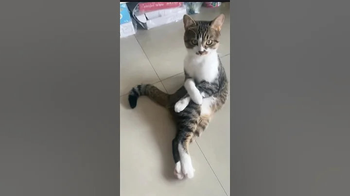 Video 11130631: animals funniest cats dogs, funniest cats dogs funny