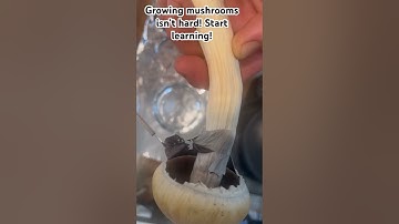 Making a spore print for dummies! 30sec video to start your magic journey to mushrooms!