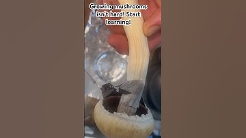 Making a spore print for dummies! 30sec video to start your magic journey to mushrooms!
