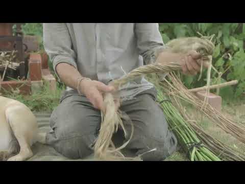 Video: Nettle Med Nydelige Blader. Reproduksjon