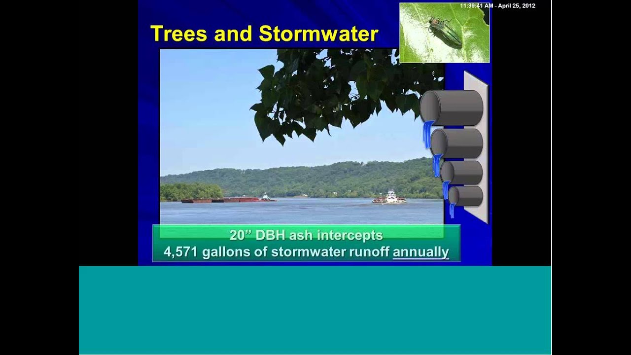 Asian Long horned Beetle the Threat in Black & White (April 2012)