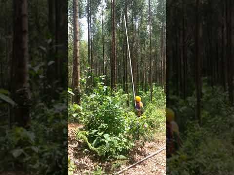 Video: Tanaman Pohon Eucalyptus: Kapan & Cara Memangkas Pohon Eucalyptus