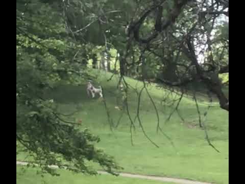 Seven days a week dogs off leash at large Stoneleigh Elementary school. Over 15 years . .