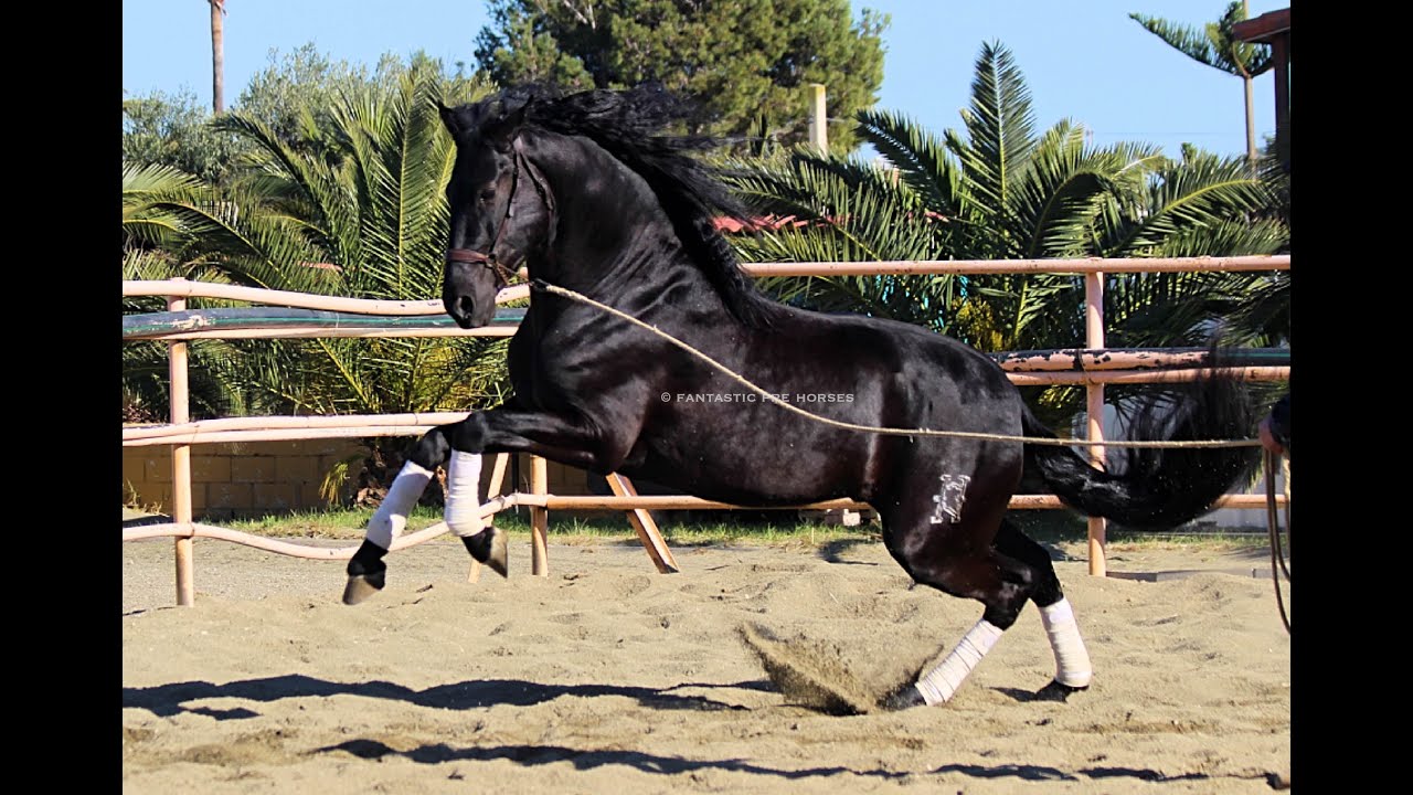 ⚜️ COFFEE ⚜️ PRE 2014 1.74 meters Dressage Horse For