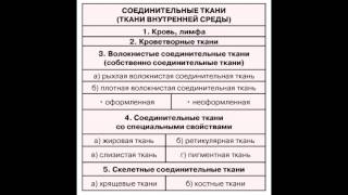 Соединительная ткань Соединительная ткань