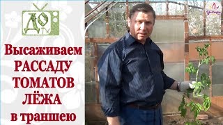 Высадка РАССАДЫ ТОМАТОВ в ТРАНШЕЮ ЛЁЖА. Какие ПЛЮСЫ такой посадки?