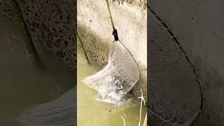 People try to catch fish for food to support farmily #fishing #catchingfish #fish #fishingandhunting