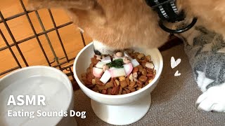 【ASMR/咀嚼音】カリカリご飯 お雑煮風Eating Sounds Dog/柴犬の咀嚼音