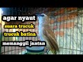 suara trucuk betina memanggil jantan, Ampuh buat pancingan agar nyaut gacor