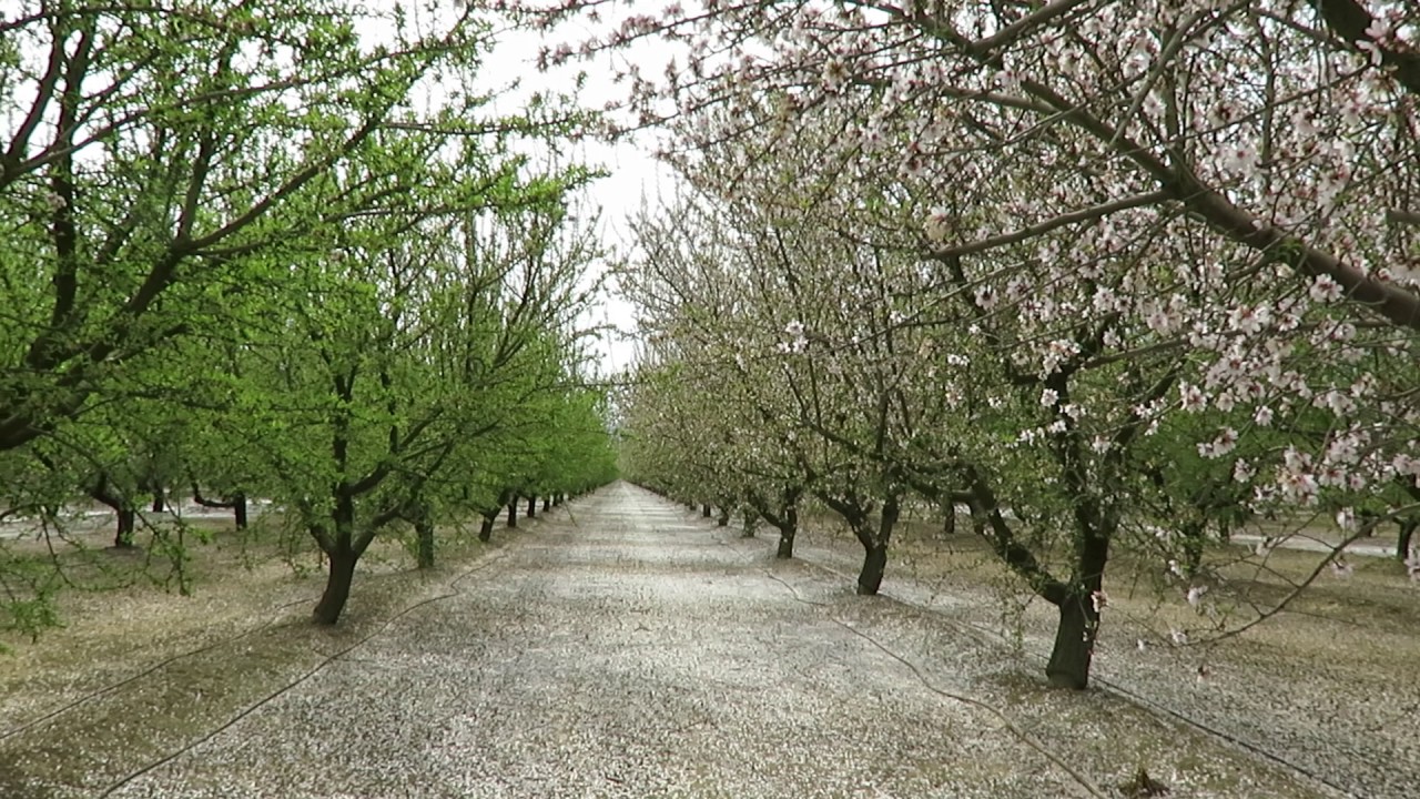 Beautiful almond orchard - California - YouTube