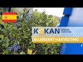 Kokan air berry harvester  blueberry harvesting with kokan 500s standard