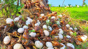wow amazing - pick a lot of duck eggs and snails under coconut tree at field by hand a farmer