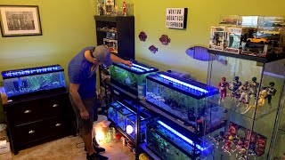 *RARE* BREEDING FISH ROOM TOUR  Wild Type Livebearers