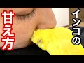 インコの甘え方〜ぴっぴ♀はこうやってパパに甘えるよ〜　【セキセイインコ】　Budgerigar.